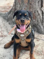 Karma, a female Rottweiler for sale in Sanford, NC – 8 of 10