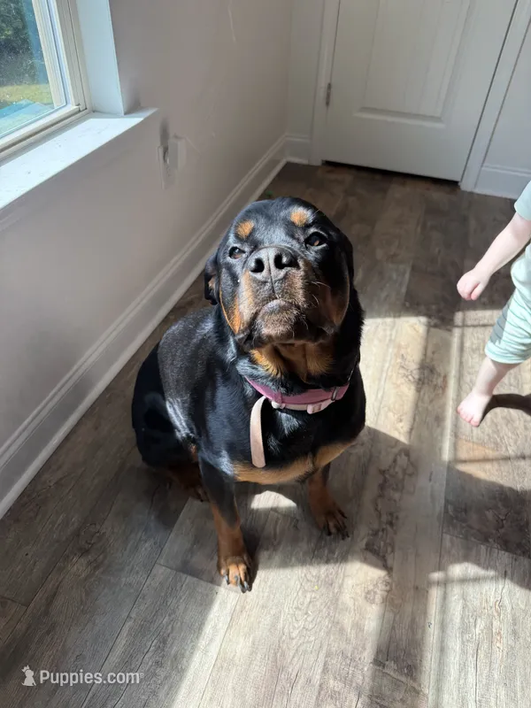 Karma – Rottweiler puppy for sale in Sanford, NC