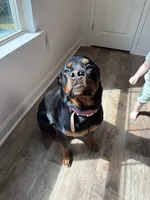 Karma, a female Rottweiler for sale in Sanford, NC – 1 of 10