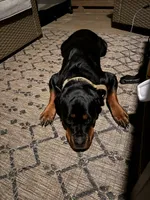 Karma, a female Rottweiler for sale in Sanford, NC – 7 of 10