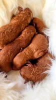 Red Toy Poodle GIRL, a female Poodle - Toy  for sale in Madison, MS – 3 of 3