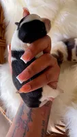 Tiny Timmy, a male Morkie for sale in Madison, MS – 1 of 4