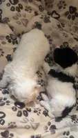Gabby, a female Maltipoo for sale in Madison, MS – 3 of 3