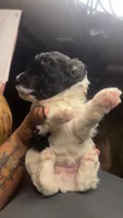 Gabby, a female Maltipoo for sale in Madison, MS – 1 of 3