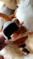 Tiny Timmy, a male Morkie for sale in Madison, MS – 2 of 4