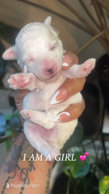 Tiny Cinderella – Poodle - Toy  puppy for sale in Madison, MS