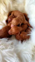 Red Toy Poodle GIRL, a female Poodle - Toy  for sale in Madison, MS – 2 of 3