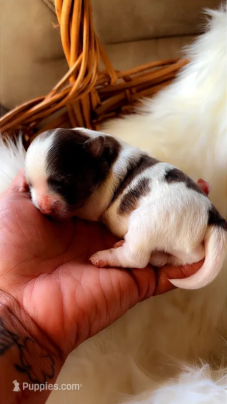 Ceaser  – Morkie puppy for sale in Madison, MS