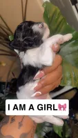 Gabby, a female Maltipoo for sale in Madison, MS – 2 of 3