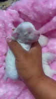 Tiny Cinderella, a female Poodle - Toy  for sale in Madison, MS – 3 of 4