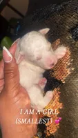 Tiny Cinderella, a female Poodle - Toy  for sale in Madison, MS – 4 of 4