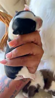 Tiny Timmy, a male Morkie for sale in Madison, MS – 3 of 4