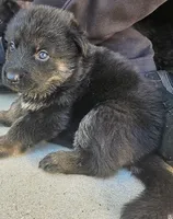 Bicolor German Shepherd, a female German Shepherd Dog for sale in Corona, CA – Photo 3 of 7