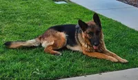 Bicolor German Shepherd, a female German Shepherd Dog for sale in Corona, CA – Photo 6 of 7