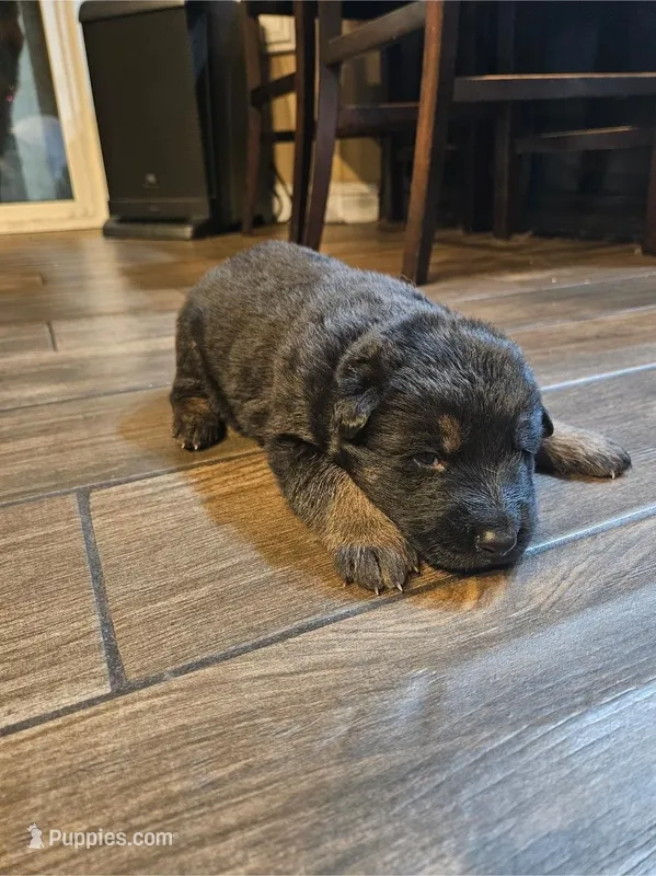 Bicolor German Shepherd – German Shepherd Dog puppy for sale in Corona, CA