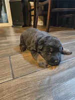 Bicolor German Shepherd, a female German Shepherd Dog for sale in Corona, CA – Photo 1 of 7