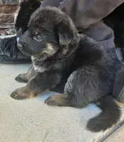 Bicolor German Shepherd, a female German Shepherd Dog for sale in Corona, CA – Photo 2 of 7