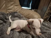 White, a female Rat Terrier and Teddy Roosevelt Terrier for sale in Freeport, FL – 6 of 6