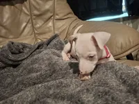 White, a female Rat Terrier and Teddy Roosevelt Terrier for sale in Freeport, FL – 4 of 6