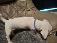 Cotton , a female Rat Terrier for sale in Freeport, FL – 4 of 6