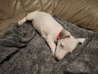 White, a female Rat Terrier and Teddy Roosevelt Terrier for sale in Freeport, FL – 2 of 6