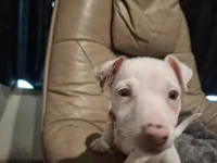 White, a female Rat Terrier and Teddy Roosevelt Terrier for sale in Freeport, FL – 5 of 6