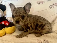 Tyia, a female French Bulldog for sale in Shelbyville, KY – Photo 2 of 4