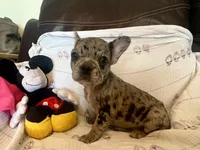 Tyia, a female French Bulldog for sale in Shelbyville, KY – Photo 3 of 4