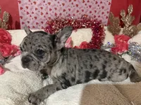 Tyia, a female French Bulldog for sale in Shelbyville, KY – Photo 4 of 4