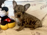 Tyia, a female French Bulldog for sale in Shelbyville, KY – Photo 1 of 4