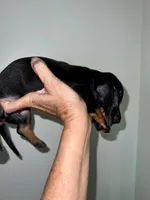 Blaze, a male Miniature Dachshund for sale in Shelbyville, KY – 3 of 5