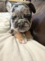 Copper, a male French Bulldog for sale in Shelbyville, KY – 3 of 5