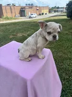Victoria, a female French Bulldog for sale in Shelbyville, KY – 5 of 5