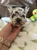 Cola, a male French Bulldog for sale in Shelbyville, KY – 3 of 4