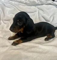 Collen, a female Miniature Dachshund for sale in Shelbyville, KY – 3 of 5