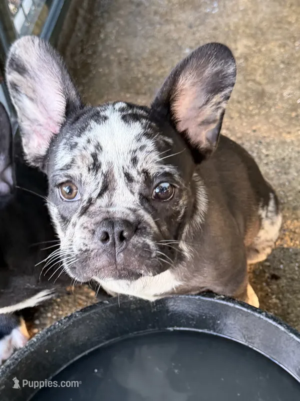 Jasper – French Bulldog puppy for sale in Shelbyville, KY