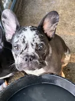 Jasper, a male French Bulldog for sale in Shelbyville, KY – 1 of 2