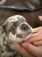 Crush , a male French Bulldog for sale in Shelbyville, KY – 2 of 4