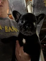 Sebastian, a male French Bulldog for sale in Shelbyville, KY – 3 of 4