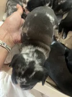 Parker, a male French Bulldog for sale in Shelbyville, KY – 3 of 3
