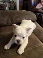 Fluffy -Woodford, a male French Bulldog for sale in Shelbyville, KY – Photo 5 of 6