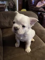 Fluffy -Woodford, a male French Bulldog for sale in Shelbyville, KY – Photo 4 of 6
