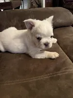 Fluffy -Woodford, a male French Bulldog for sale in Shelbyville, KY – Photo 2 of 6