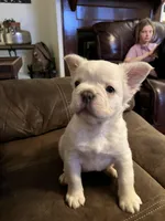 Fluffy -Woodford, a male French Bulldog for sale in Shelbyville, KY – Photo 1 of 6