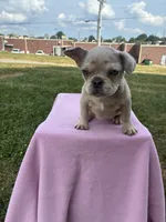 Victoria, a female French Bulldog for sale in Shelbyville, KY – 3 of 5