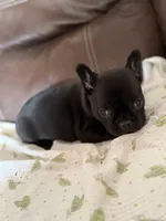 Dr.Pepper, a male French Bulldog for sale in Shelbyville, KY – 4 of 4
