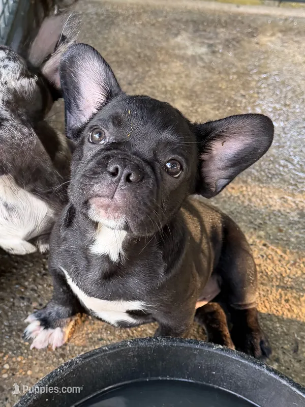 Darrin – French Bulldog puppy for sale in Shelbyville, KY