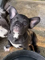 Darrin, a male French Bulldog for sale in Shelbyville, KY – 1 of 3