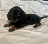 Collen, a female Miniature Dachshund for sale in Shelbyville, KY – 2 of 5