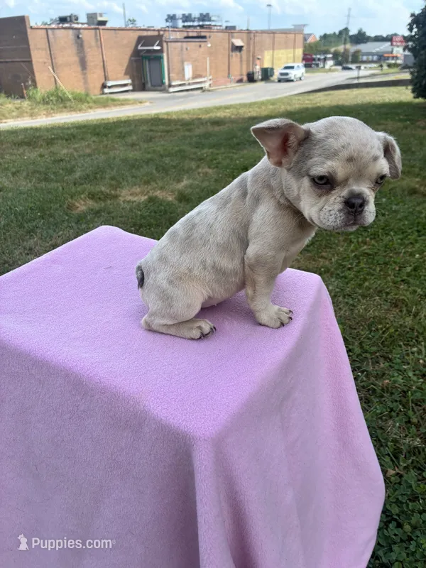 Victoria – French Bulldog puppy for sale in Shelbyville, KY